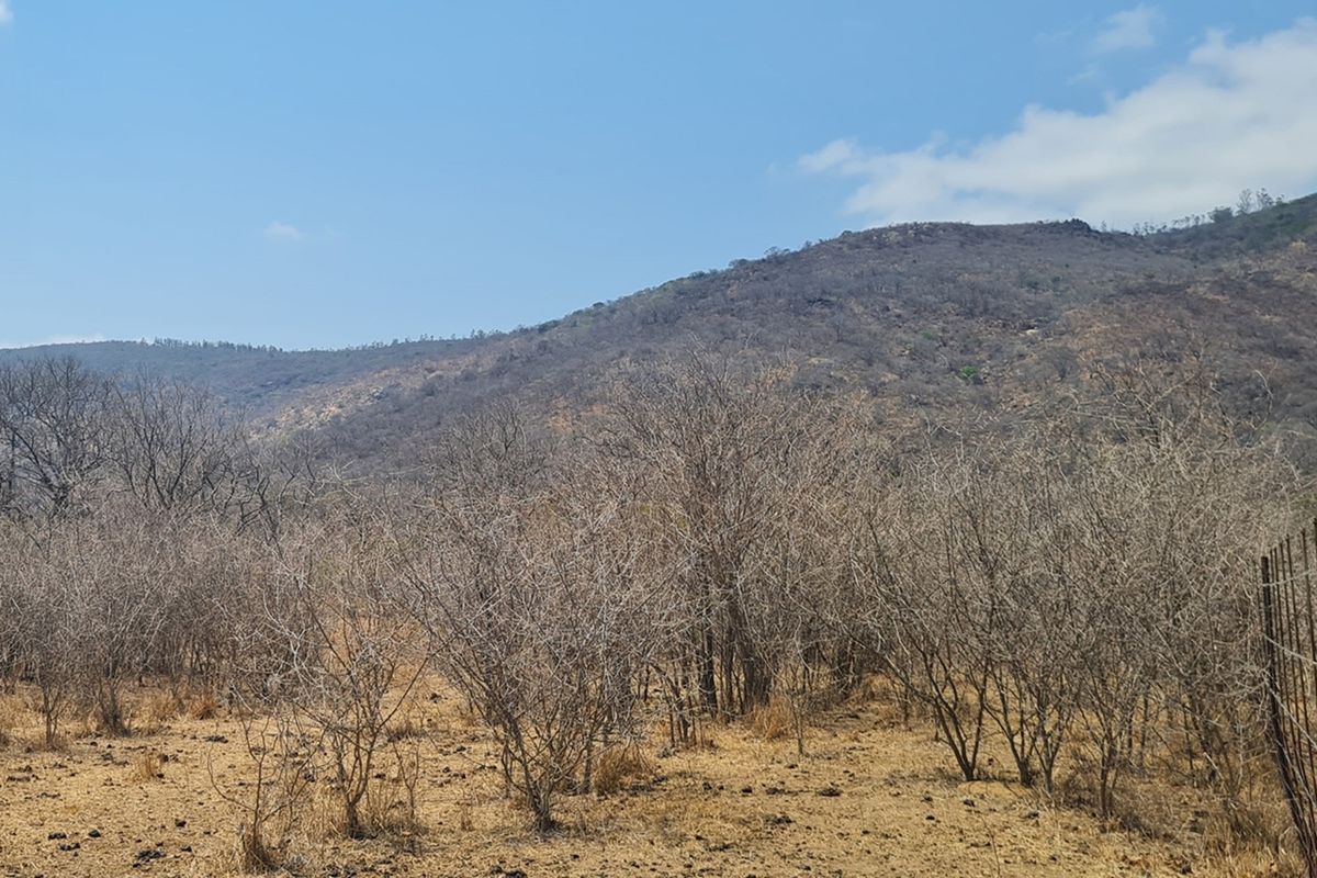 500 Ha Game/Cattle farm in Moketsi for sale - Photo 5