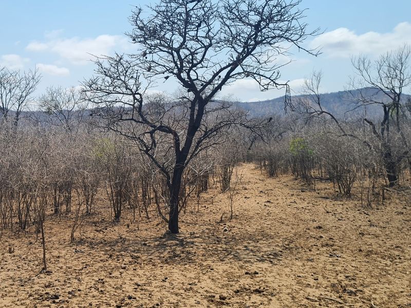 500 Ha Game/Cattle farm in Moketsi for sale - Photo 4