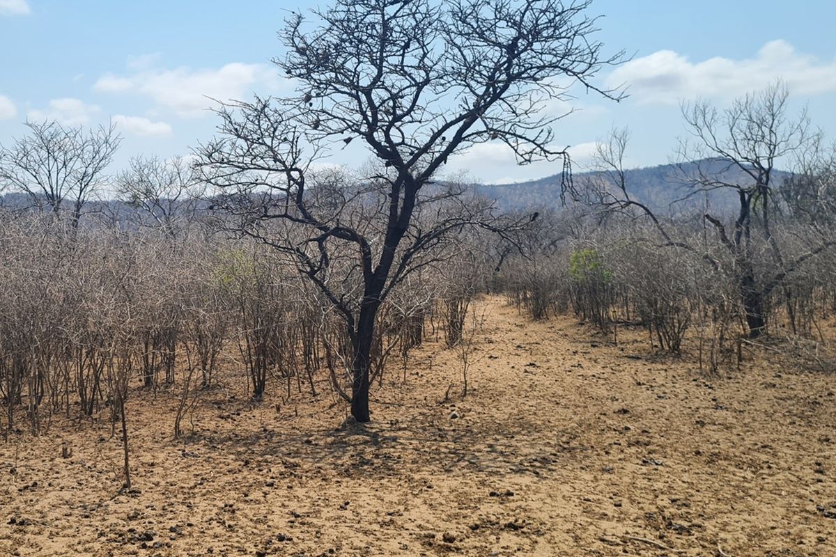 500 Ha Game/Cattle farm in Moketsi for sale - Photo 4