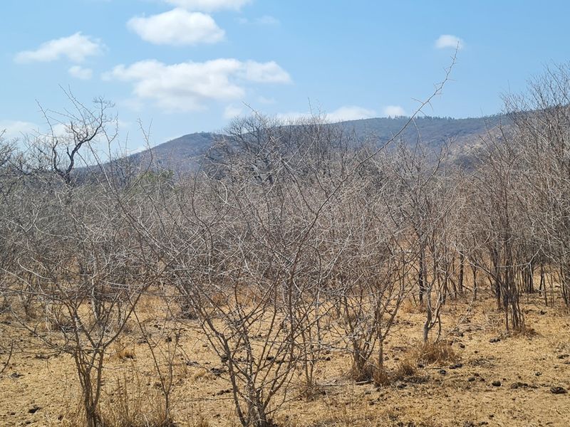 500 Ha Game/Cattle farm in Moketsi for sale - Photo 7