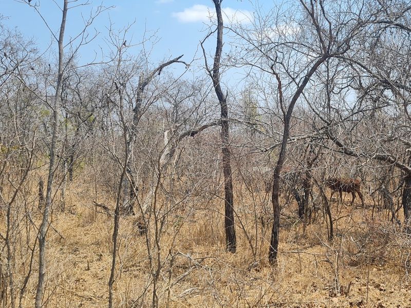500 Ha Game/Cattle farm in Moketsi for sale - Photo 10