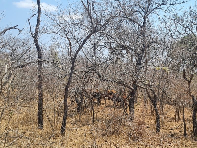 500 Ha Game/Cattle farm in Moketsi for sale - Photo 9