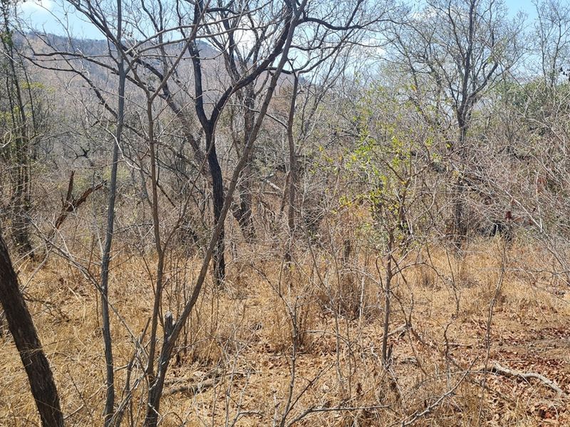 500 Ha Game/Cattle farm in Moketsi for sale - Photo 8