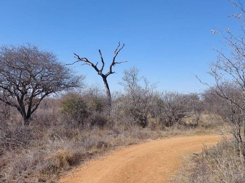 A view of the natural bushveld landscape featuring a dirt access road winding through native vegetation and trees.