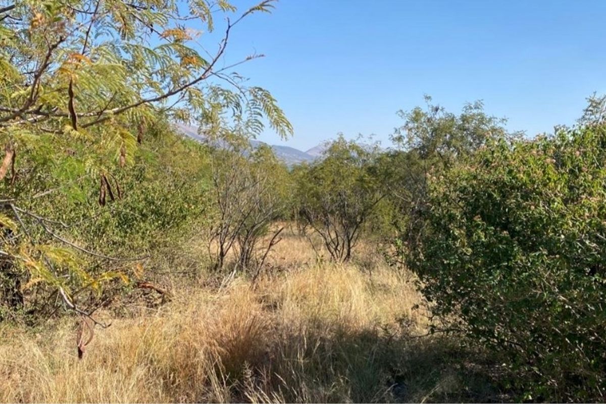 Opportunity to design and build your dream home or invest in a lucrative development project! - Photo 2