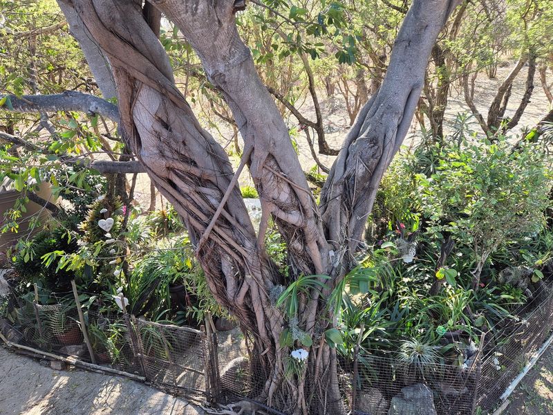 House For Sale in Blyde River Botanical Reserve, Hoedspruit - Photo 6