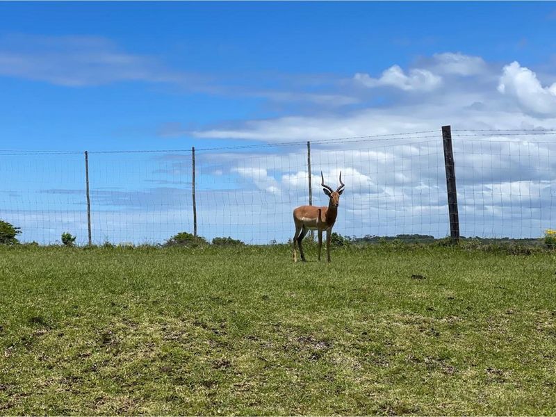 1300m2 plot at Khamanga Bay - Serene Country Coastal Living - Photo 7