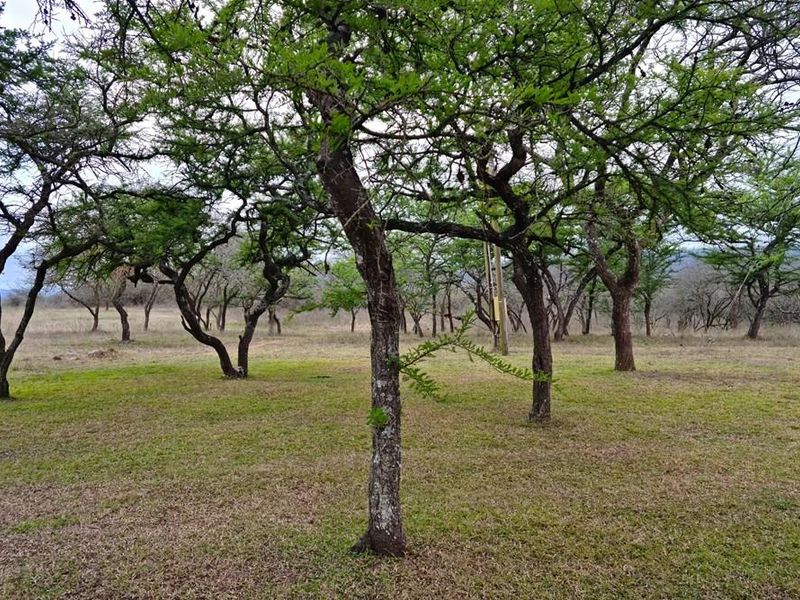 710 Ha Louis Trichardt Farm: Prime Investment in Cattle and Game. - Photo 3