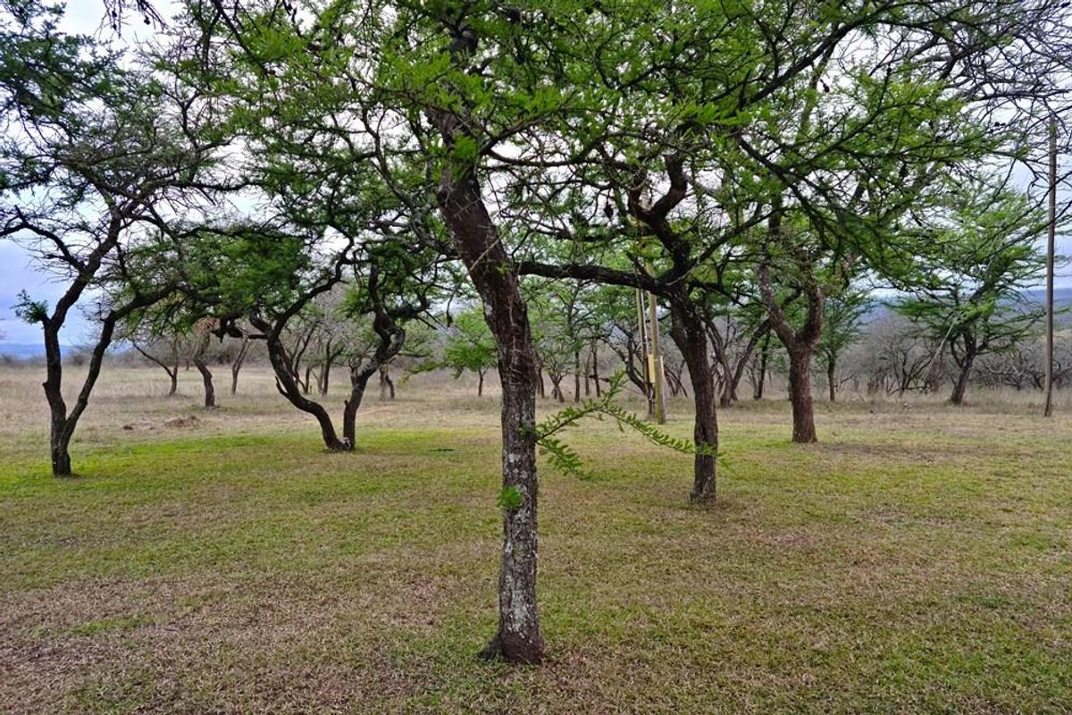 710 Ha Louis Trichardt Farm: Prime Investment in Cattle and Game. - Photo 3