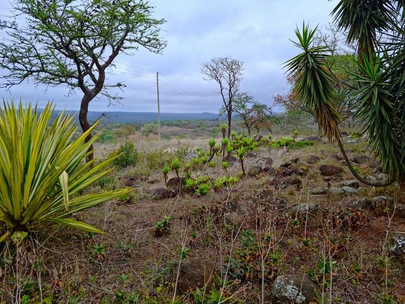 710 Ha Louis Trichardt Farm: Prime Investment in Cattle and Game. - Photo 2