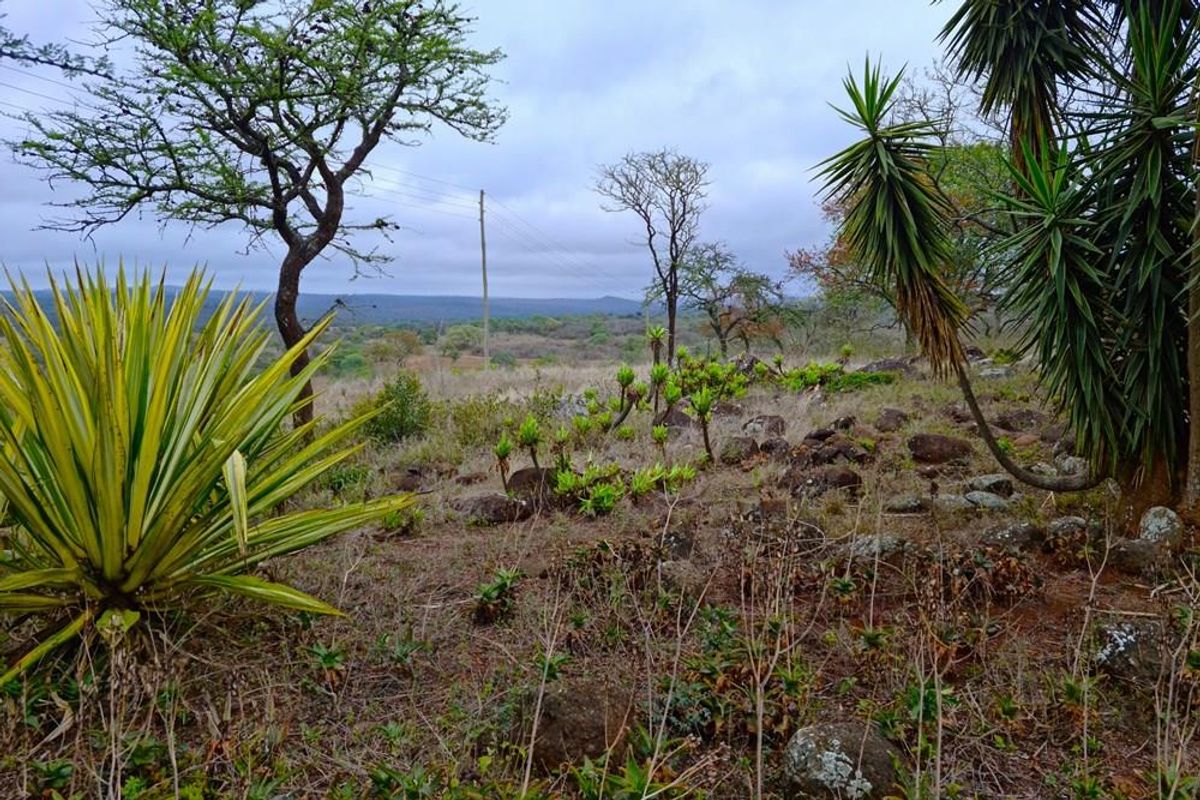 710 Ha Louis Trichardt Farm: Prime Investment in Cattle and Game. - Photo 2