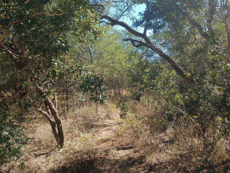 Stand located in Moditlo Wildlife Estate - Photo 2