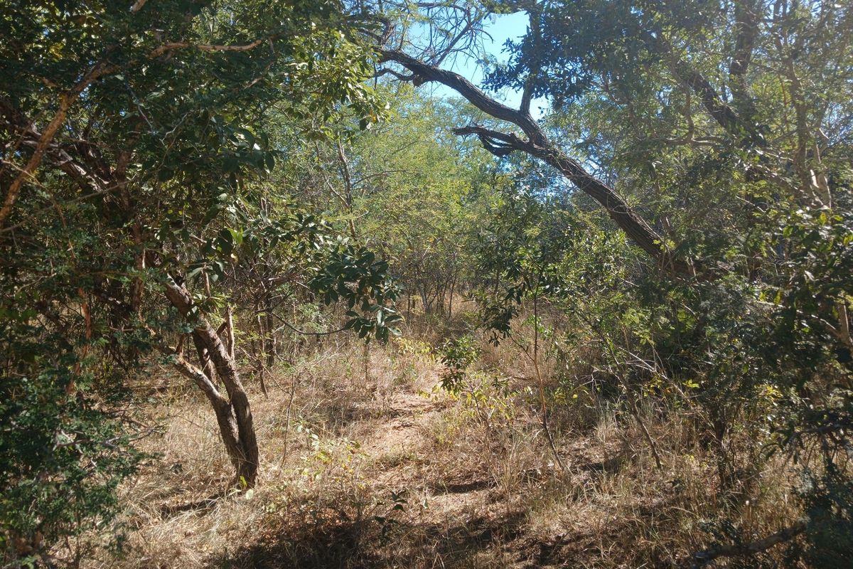 Stand located in Moditlo Wildlife Estate - Photo 2