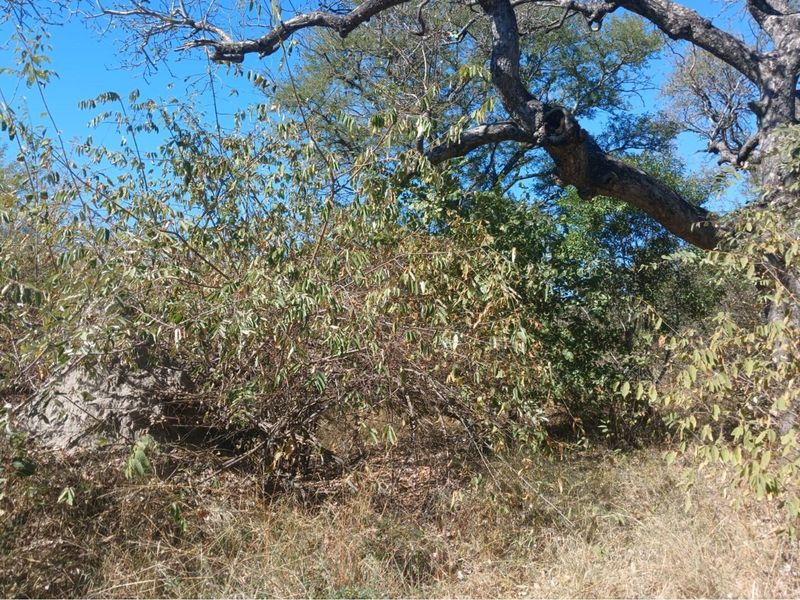 Stand located in Moditlo Wildlife Estate - Photo 3