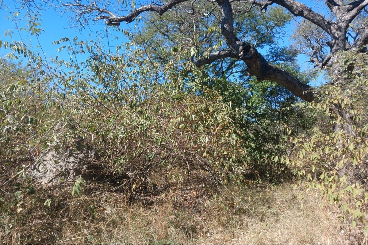 Stand located in Moditlo Wildlife Estate - Photo 3