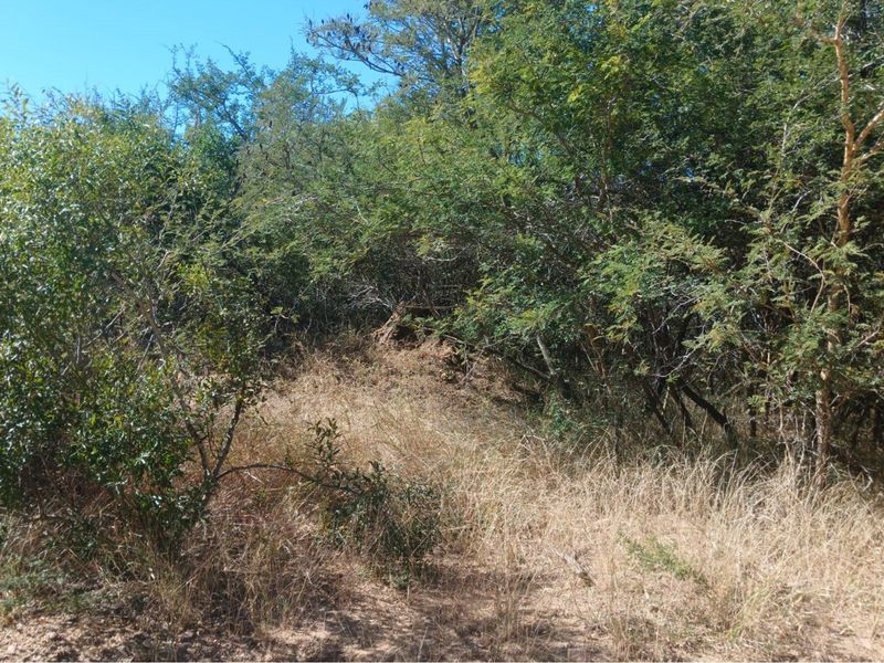 Stand located in Moditlo Wildlife Estate - Photo 5