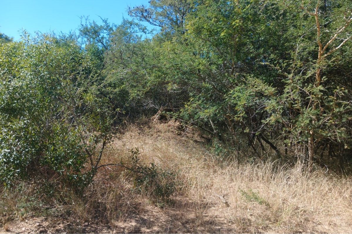 Stand located in Moditlo Wildlife Estate - Photo 5