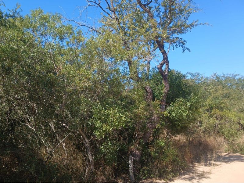 Stand located in Moditlo Wildlife Estate - Photo 4