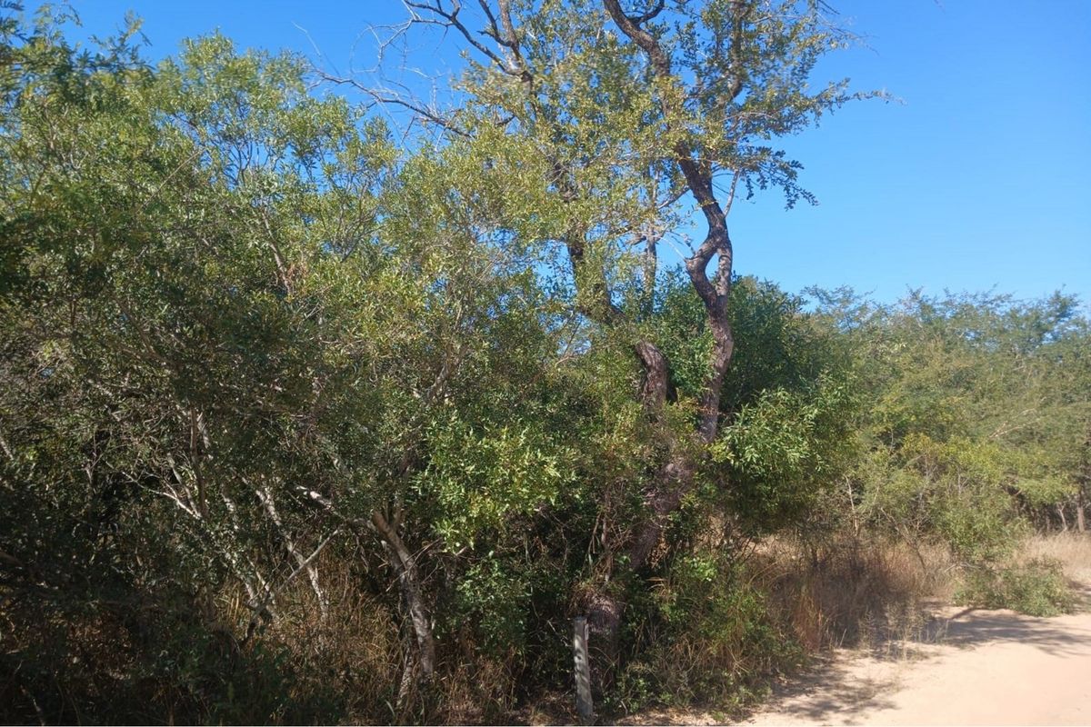 Stand located in Moditlo Wildlife Estate - Photo 4