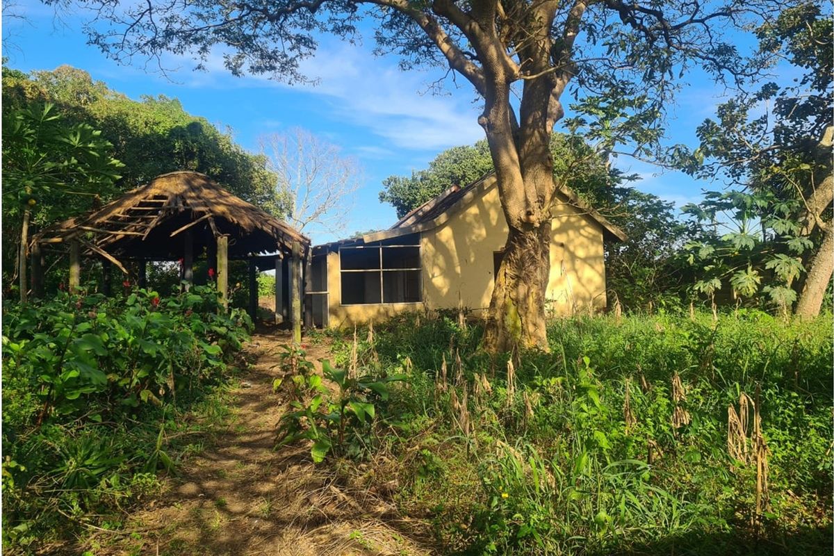 A view of a dilapidated structure with a damaged thatched roof and overgrown garden, situated on a residential plot.