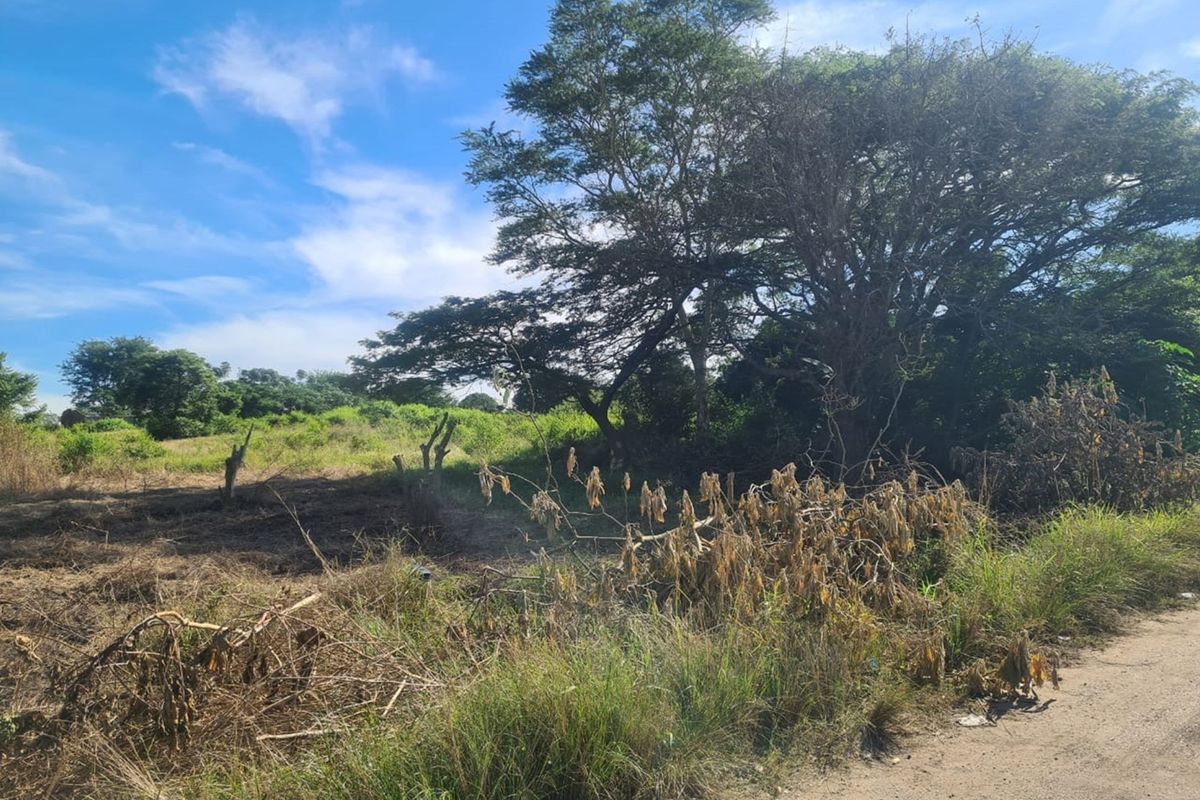 A view of a vacant residential plot featuring natural vegetation, mature trees, and an unpaved access area.