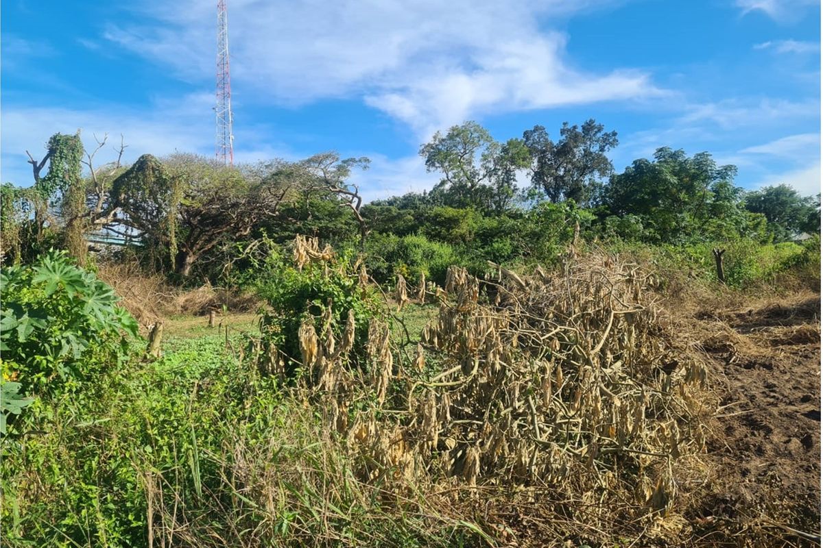 A view of a vacant residential plot featuring overgrown vegetation and natural landscape, suitable for development.