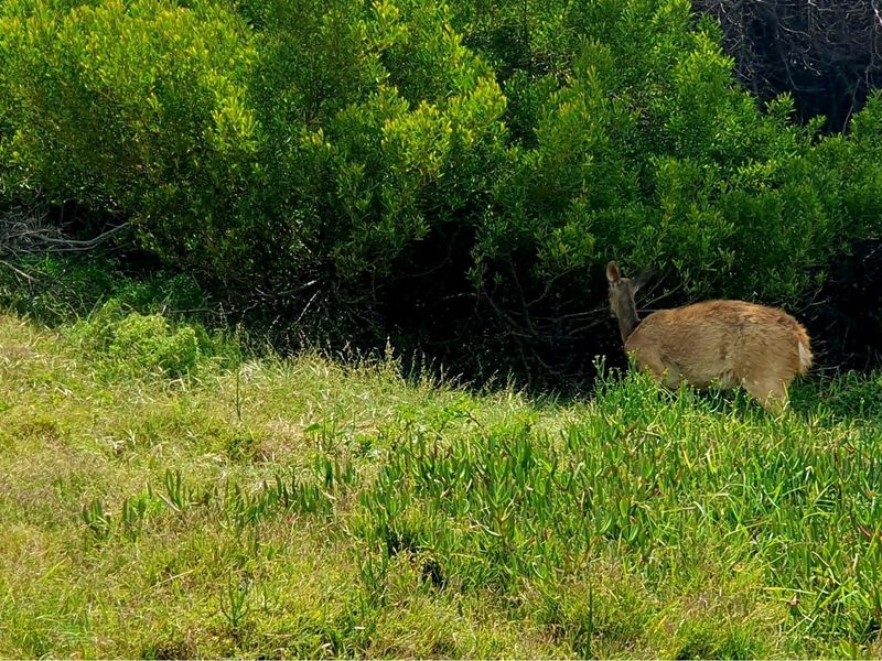 843 m2 Stand for Sale in Dana Bay, P. Repens Street - Photo 8