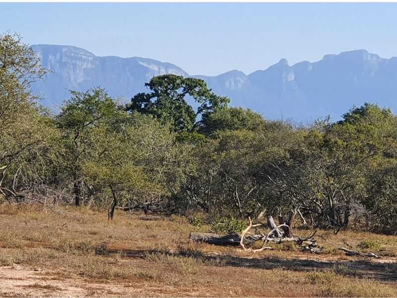 A large stand of >1Ha in Big 4 Moditlo Wildlife Estate - Photo 6