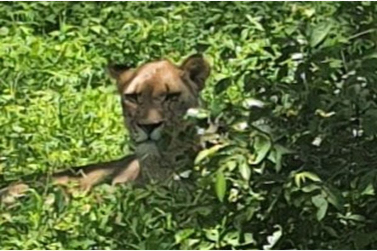 A large stand of >1Ha in Big 4 Moditlo Wildlife Estate - Photo 3