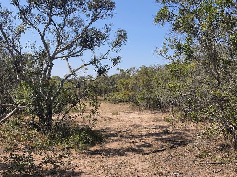 A large stand of >1Ha in Big 4 Moditlo Wildlife Estate - Photo 10