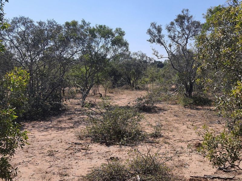 A large stand of >1Ha in Big 4 Moditlo Wildlife Estate - Photo 9