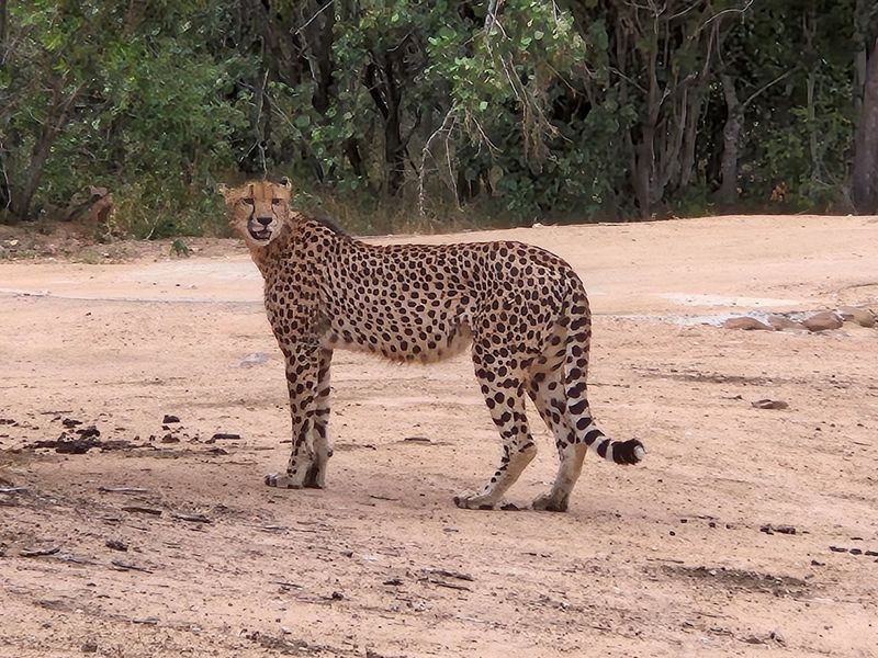 A large stand of >1Ha in Big 4 Moditlo Wildlife Estate - Photo 2