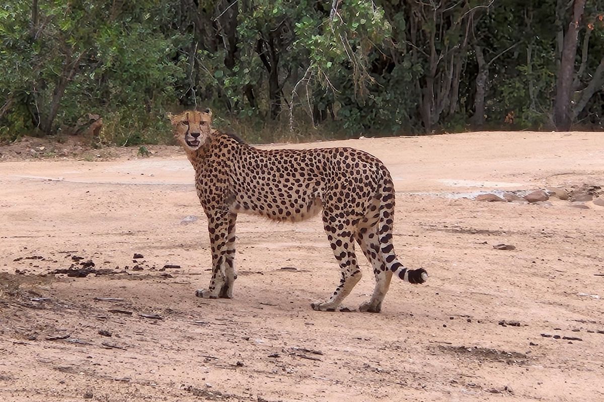 A large stand of >1Ha in Big 4 Moditlo Wildlife Estate - Photo 2