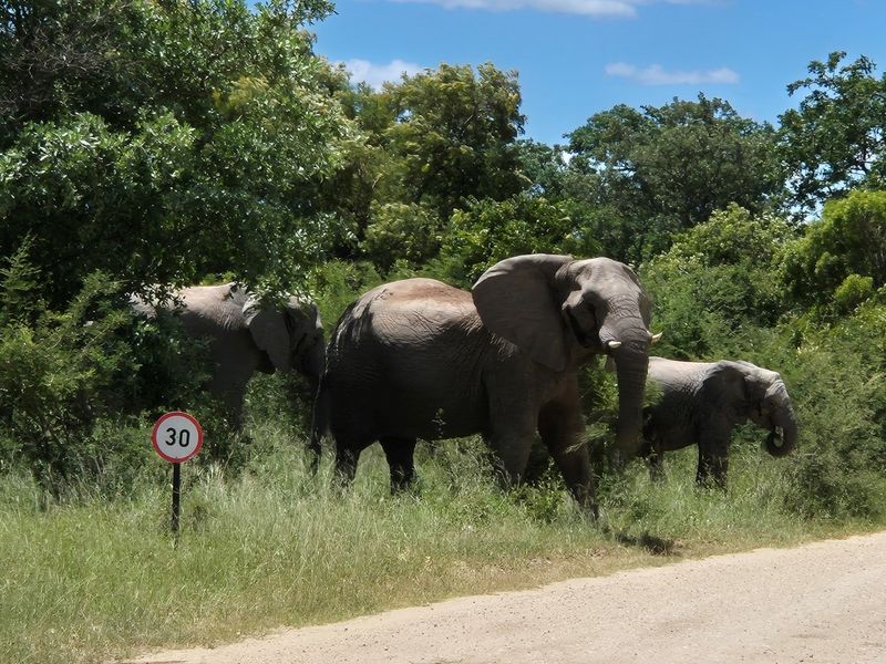 A large stand of >1Ha in Big 4 Moditlo Wildlife Estate - Photo 4