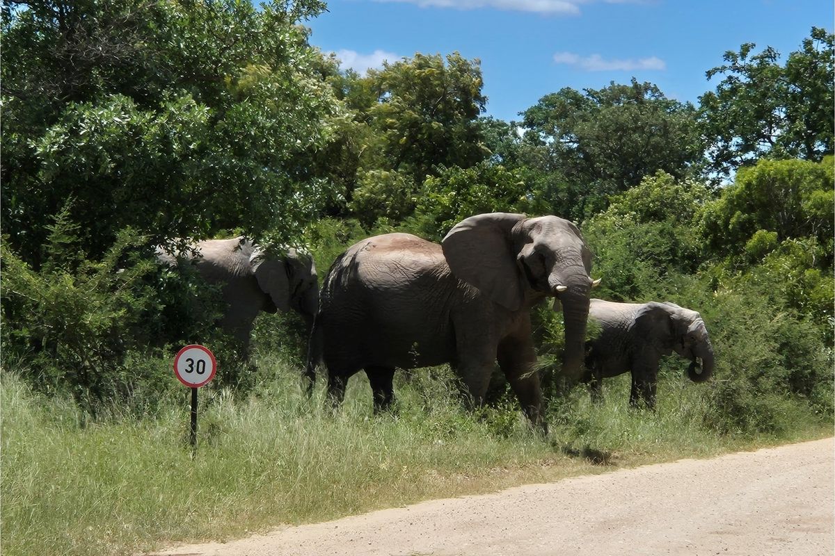 A large stand of >1Ha in Big 4 Moditlo Wildlife Estate - Photo 4