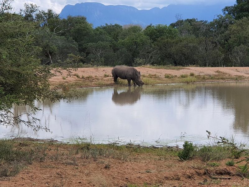 A large stand of >1Ha in Big 4 Moditlo Wildlife Estate - Photo 5