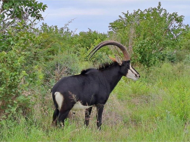 Zwartkloof Game Private Reserve -  2500 sq Meter stand with breath-taking mountain views - Photo 7