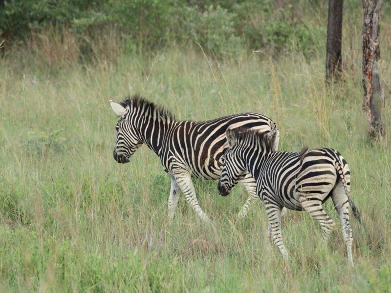 Zwartkloof Game Private Reserve -  2500 sq Meter stand with breath-taking mountain views - Photo 5