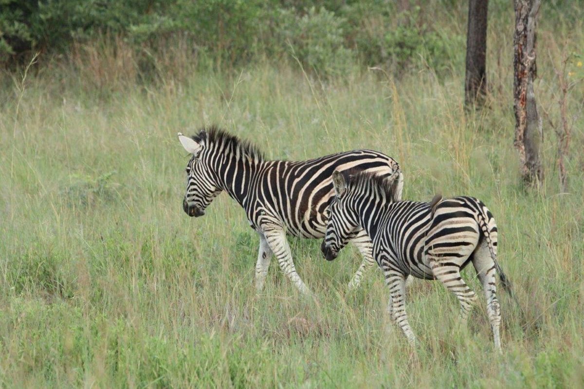 Zwartkloof Game Private Reserve -  2500 sq Meter stand with breath-taking mountain views - Photo 5