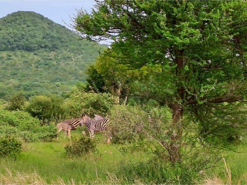 Zwartkloof Game Private Reserve -  2500 sq Meter stand with breath-taking mountain views - Photo 9