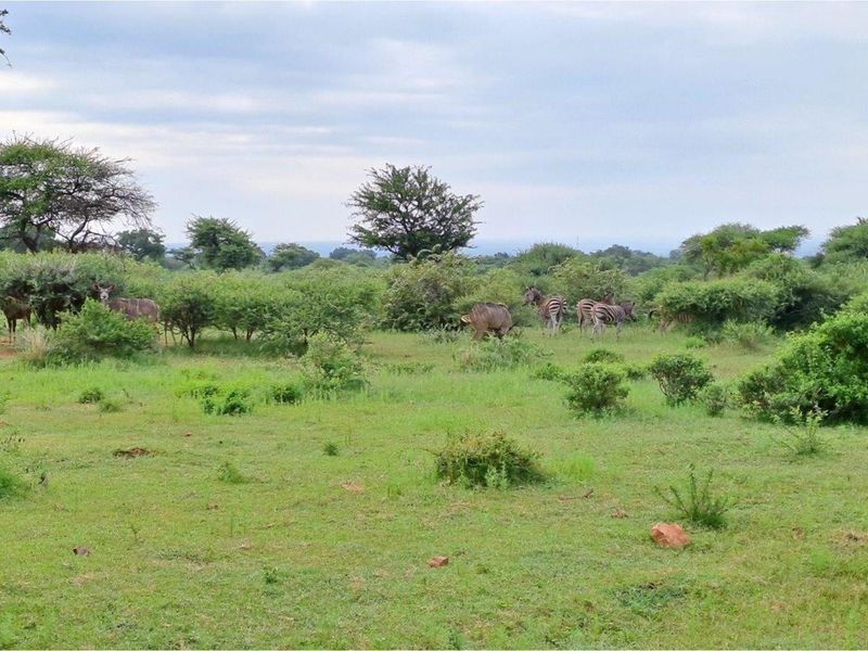 Zwartkloof Game Private Reserve -  2500 sq Meter stand with breath-taking mountain views - Photo 8