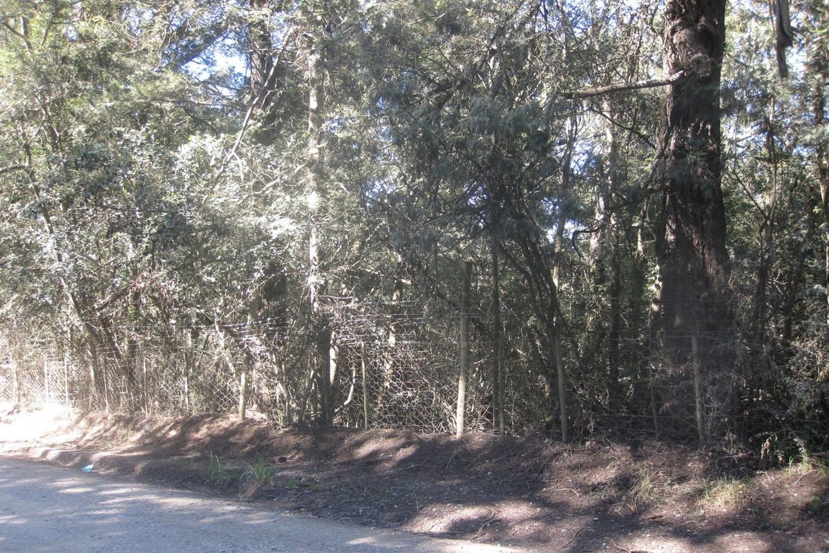 HOGSBACK FOR SALE - SPRING COTTAGE - Photo 4