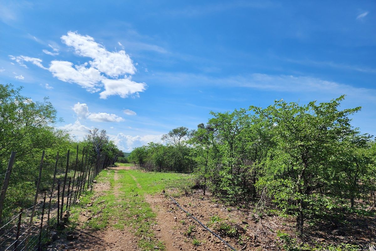Exclusive Opportunity: Prime 28 Ha Farm on the Banks of the Sandriver in Mopane Area - Photo 5