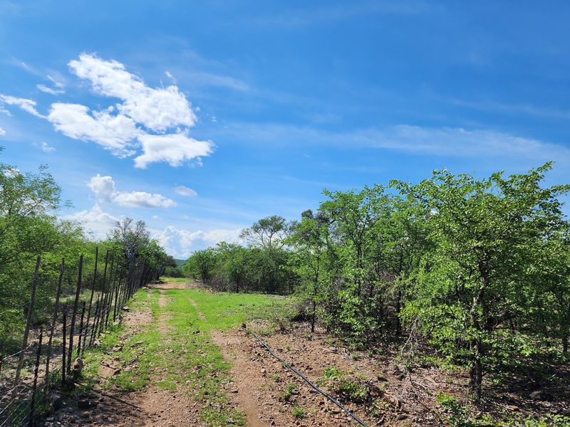 Exclusive Opportunity: Prime 28 Ha Farm on the Banks of the Sandriver in Mopane Area - Photo 5