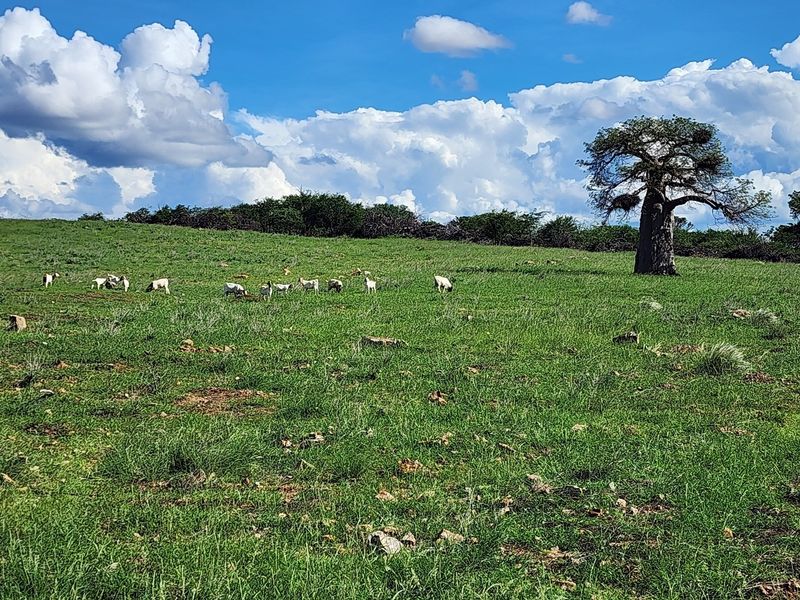 Exclusive Opportunity: Prime 28 Ha Farm on the Banks of the Sandriver in Mopane Area - Photo 2