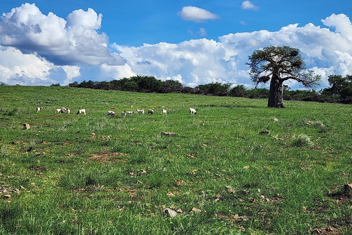 Exclusive Opportunity: Prime 28 Ha Farm on the Banks of the Sandriver in Mopane Area - Photo 2