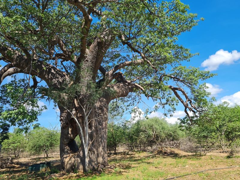 Exclusive Opportunity: Prime 28 Ha Farm on the Banks of the Sandriver in Mopane Area - Photo 4