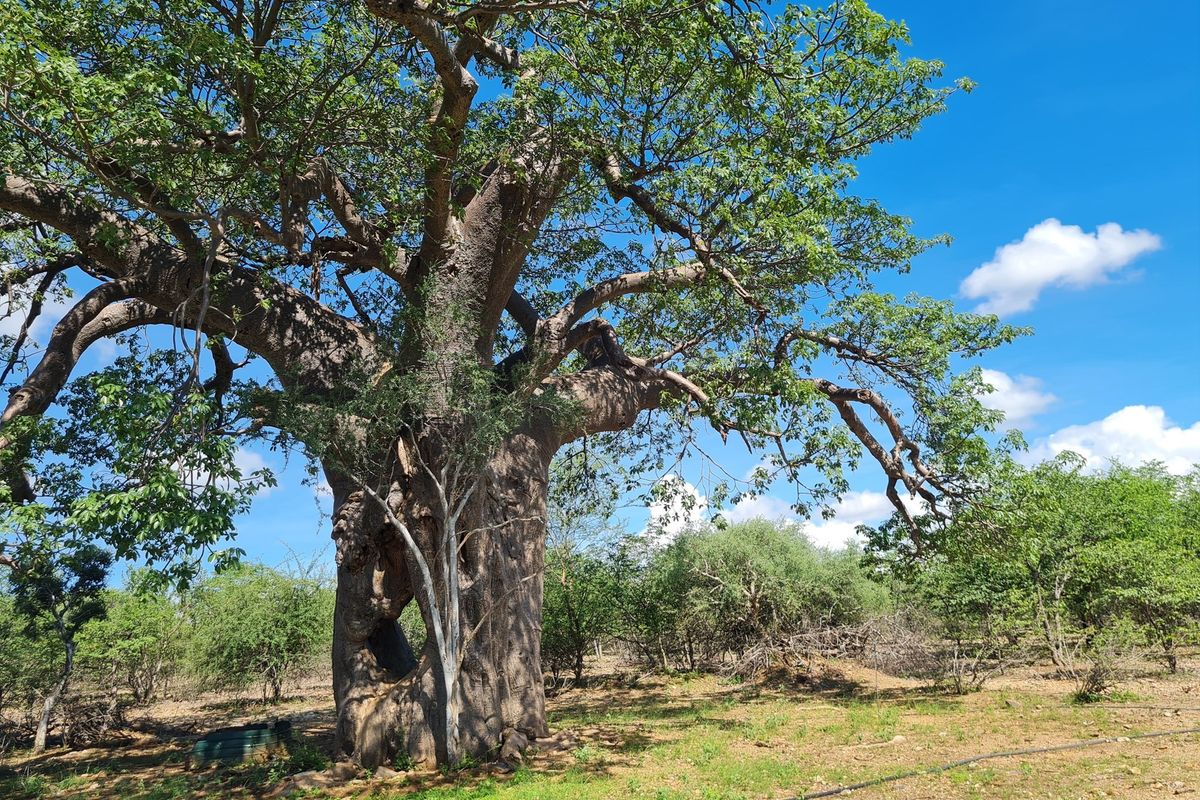 Exclusive Opportunity: Prime 28 Ha Farm on the Banks of the Sandriver in Mopane Area - Photo 4