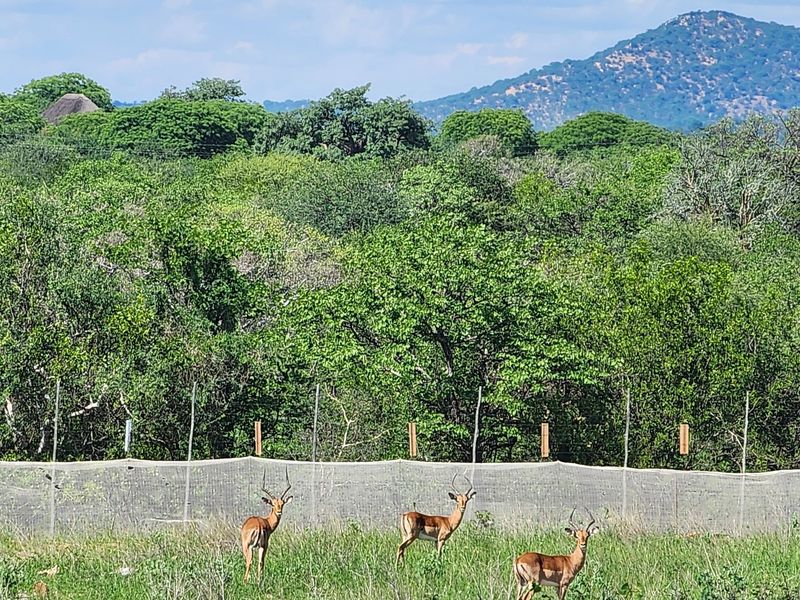 Exclusive Opportunity: Prime 28 Ha Farm on the Banks of the Sandriver in Mopane Area - Photo 9