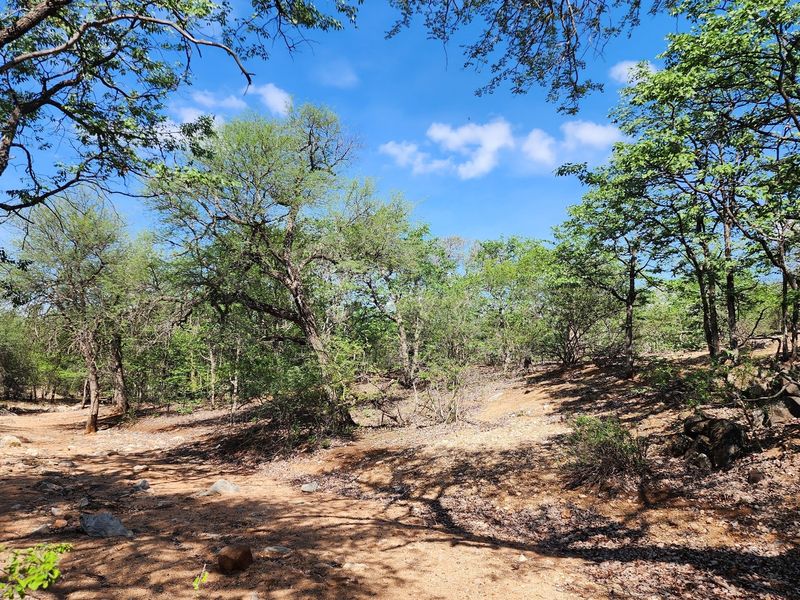Exclusive Opportunity: Prime 28 Ha Farm on the Banks of the Sandriver in Mopane Area - Photo 7